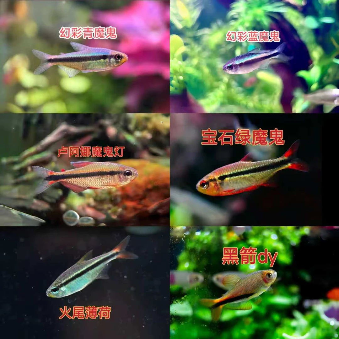 新手进阶 人工魔鬼灯鱼合集 热带观赏鱼草缸南美群游