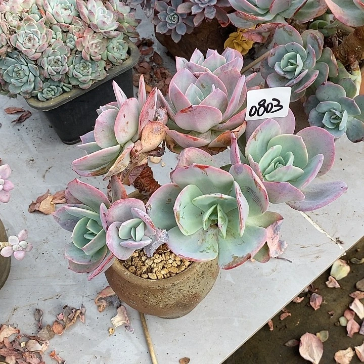 随***缘2025-0803白凤 CC多肉