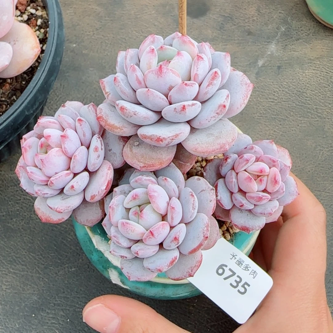 长杆星星橙，6735多肉植物