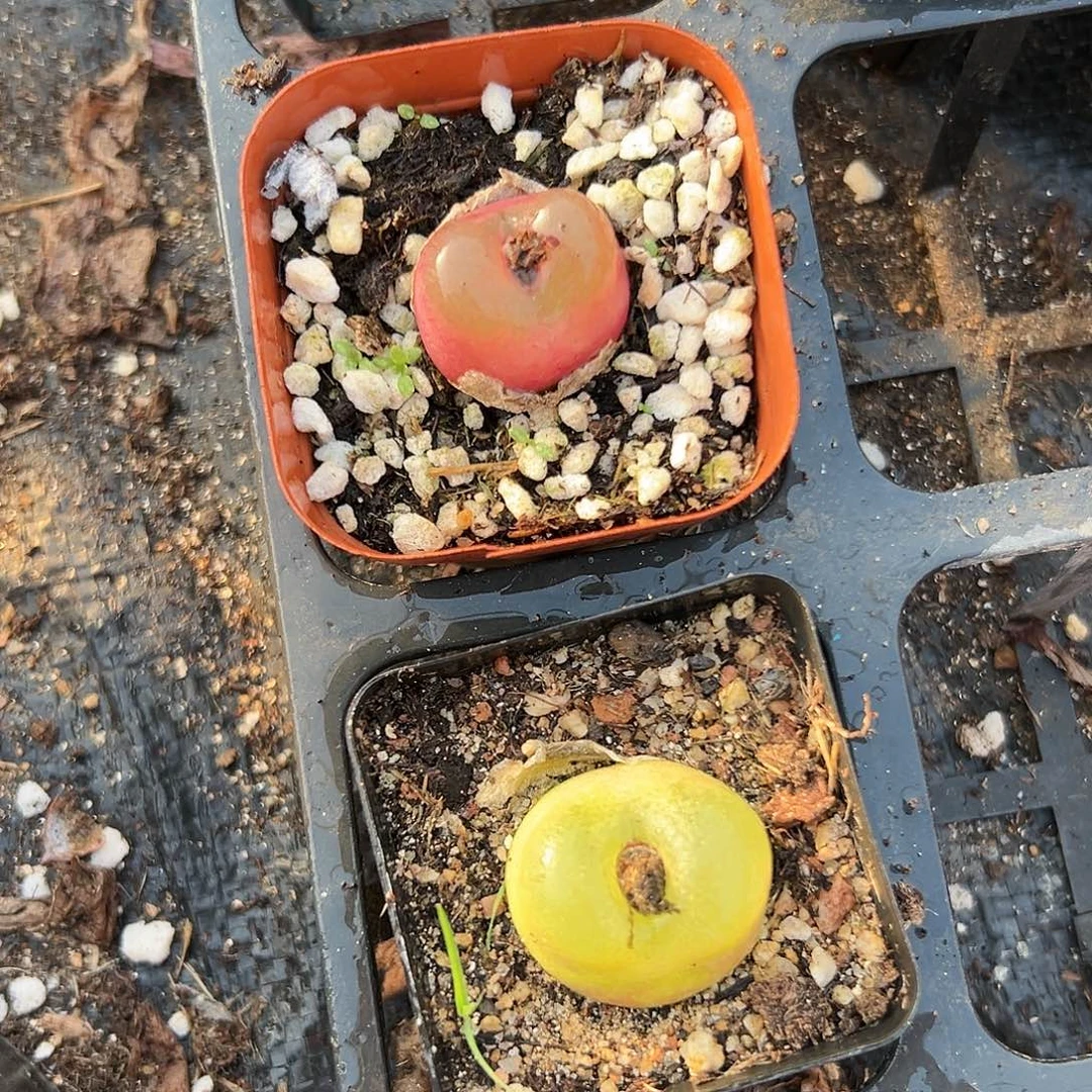 多肉植物两颗毛汉尼