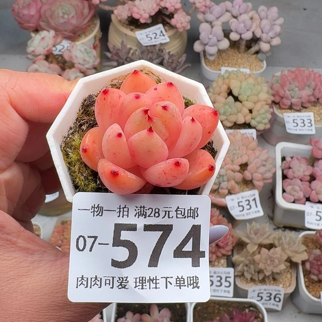 香槟杂无盆土发货