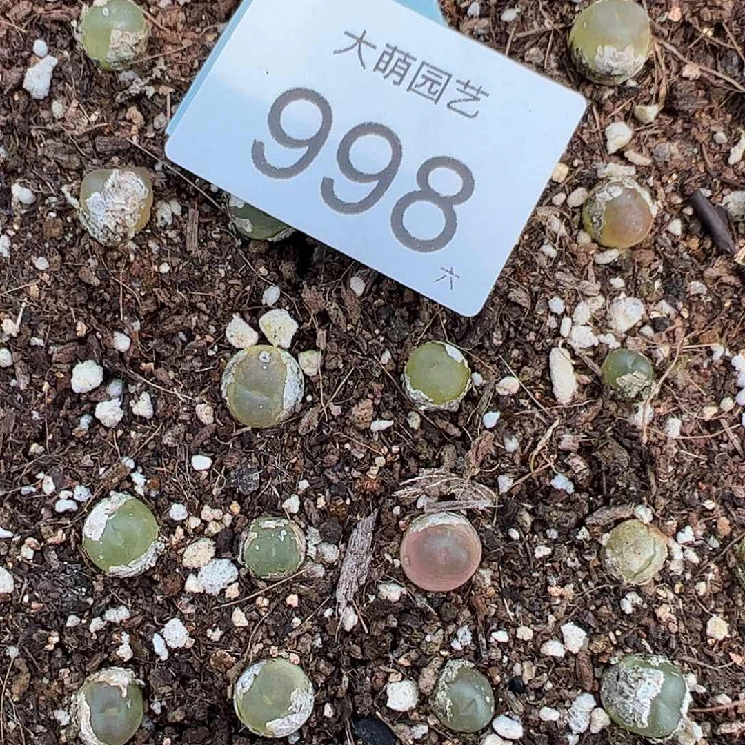 量拍3年拉登1颗尺寸0.8上下默认微瑕998