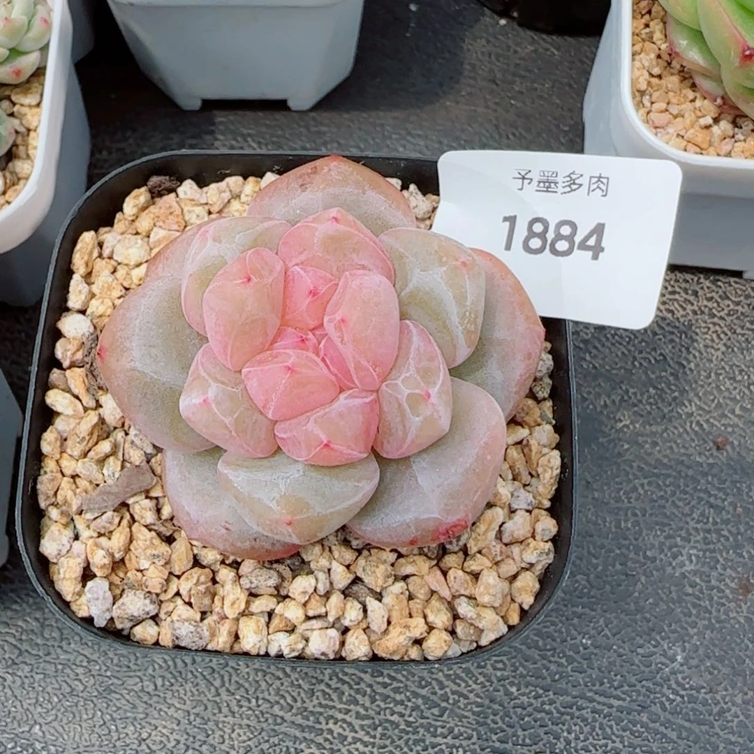紫粉珍妮，1884多肉植物