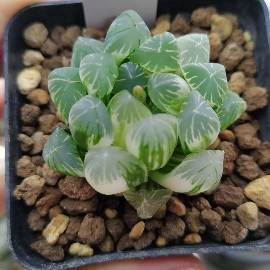 165号实生玉露锦一物一拍带盆土发货