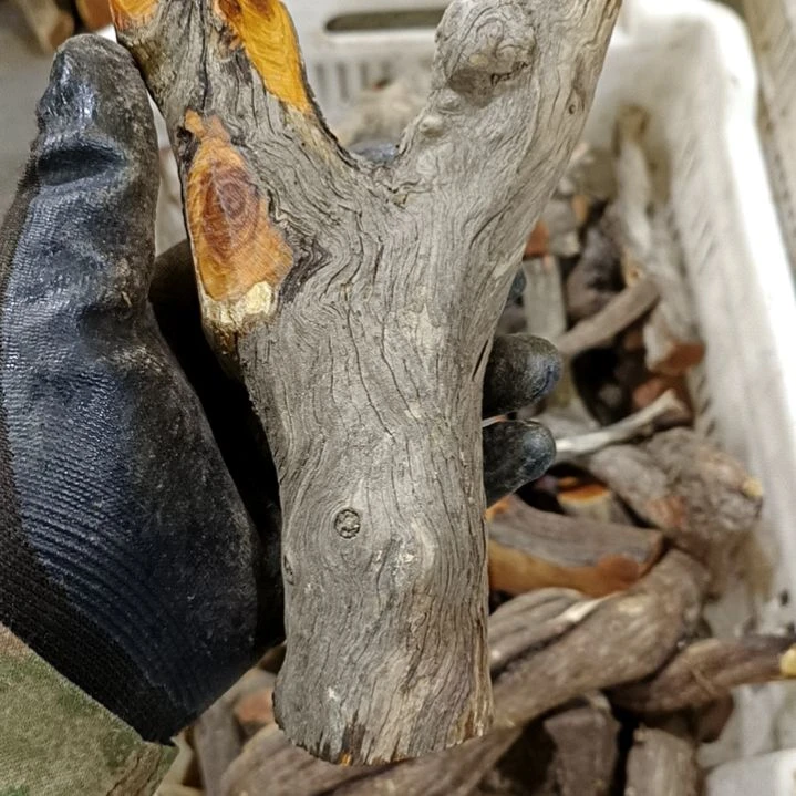 简***丶香榧木崖柏原叉崖柏原叉崖柏原叉