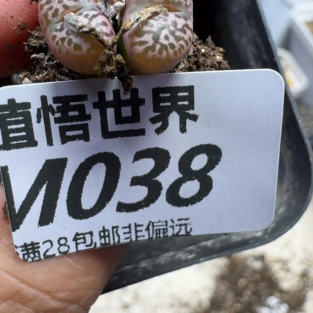 多肉植物的人啊gbn