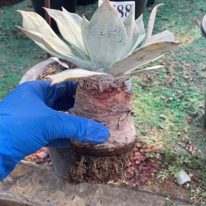 463号匍匐雪山有微瑕