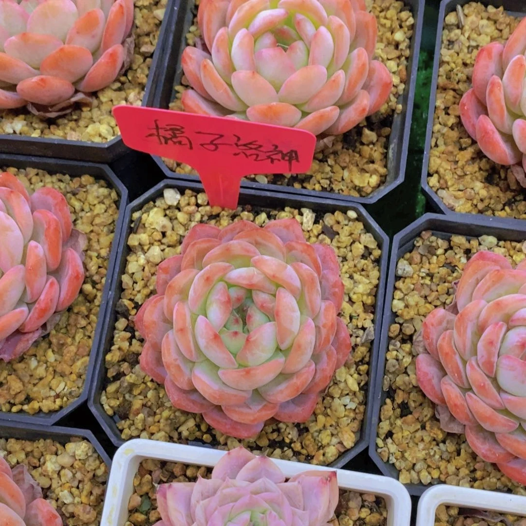 ✿**✿开心多肉植物多肉