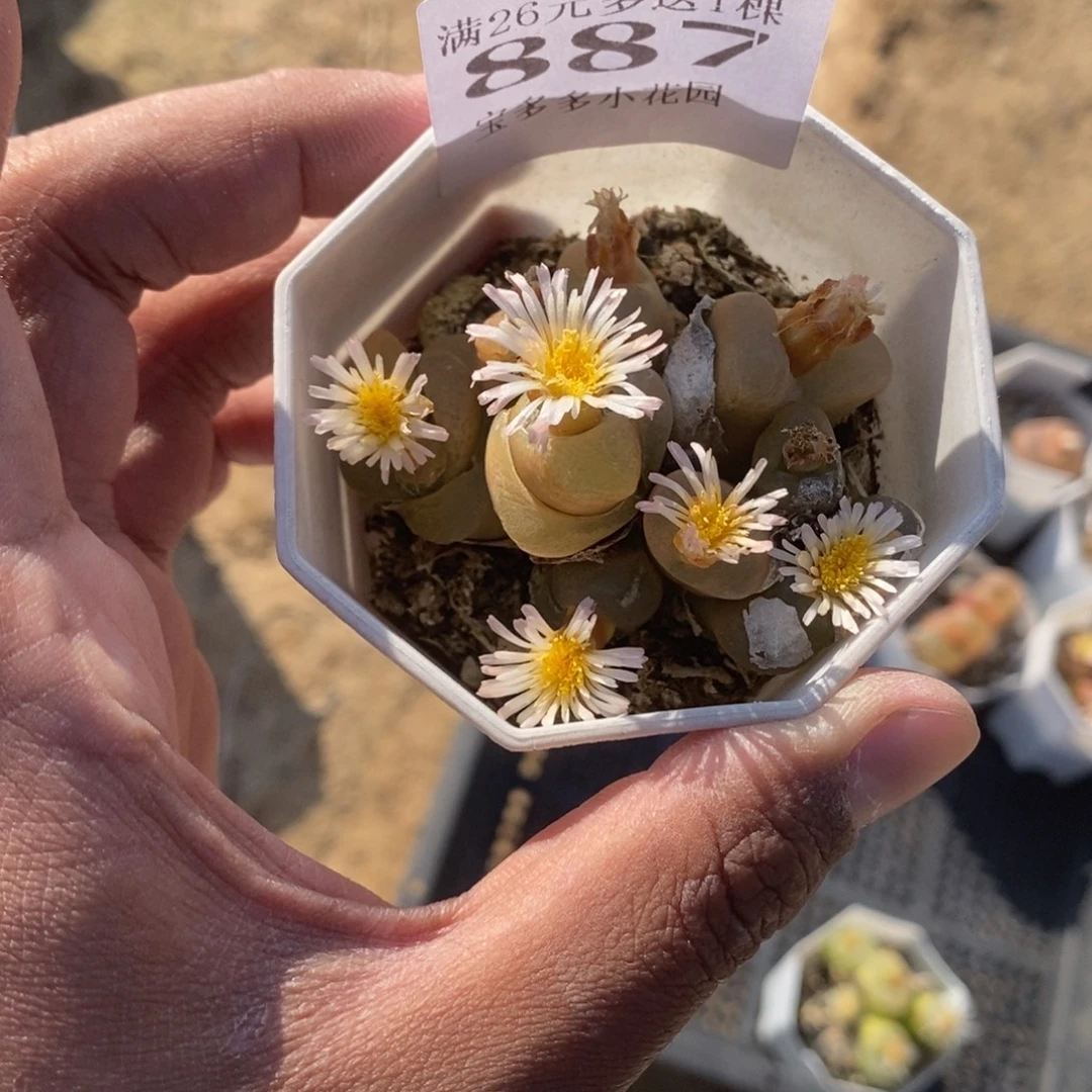 大***阳八头毛毛群一物一拍满18包邮满26送一颗多肉
