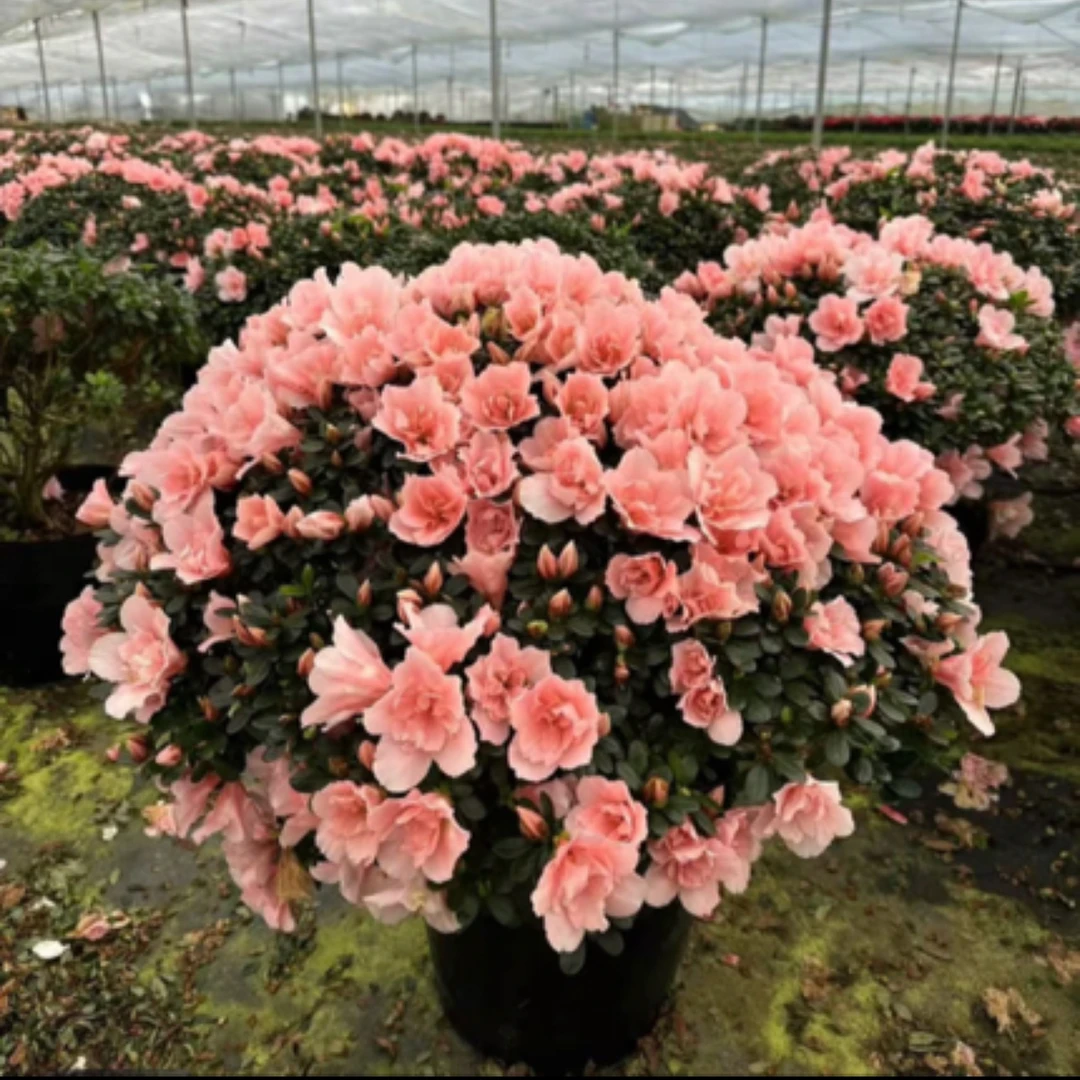 [粉色杜鹃花]开花机器满树花苞花中皇后巴黎粉杜鹃四季开花