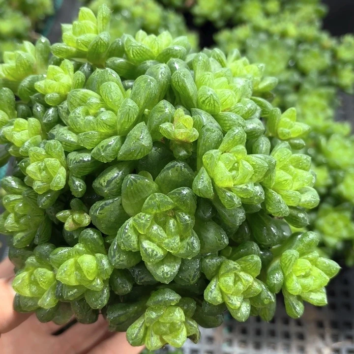 草水晶玉露群多肉植物