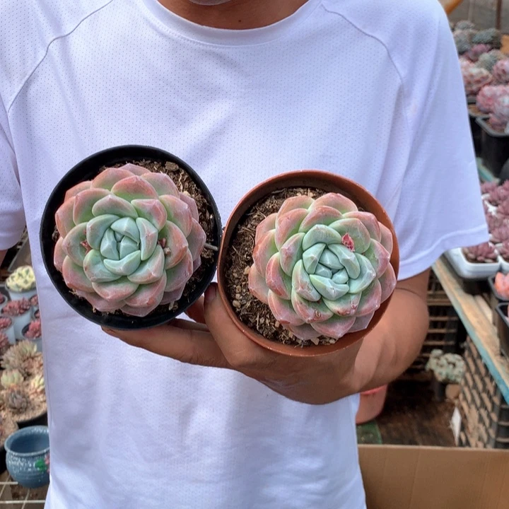 精控单头冰玉9.9一颗 两单包邮