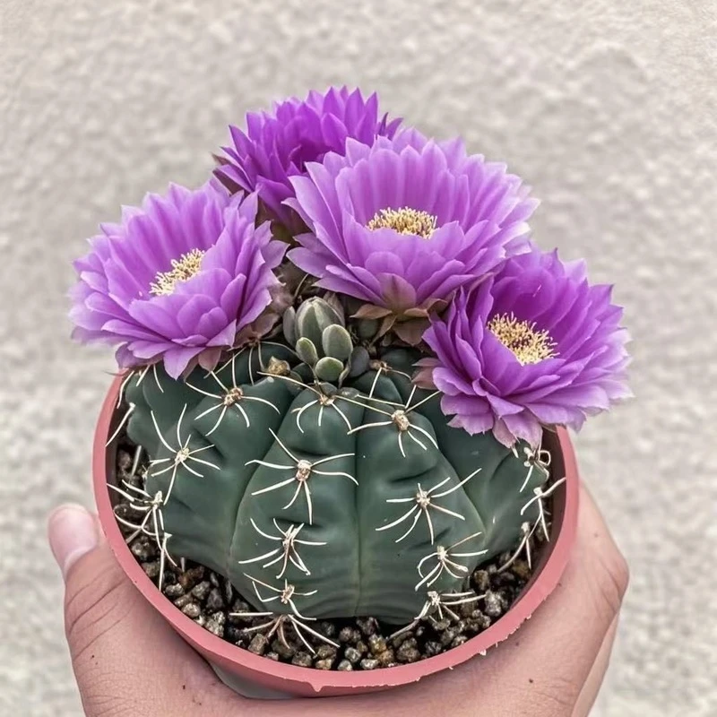 (当年开花)绯花玉开花仙人球多肉植物防辐射办公室桌面花卉盆栽