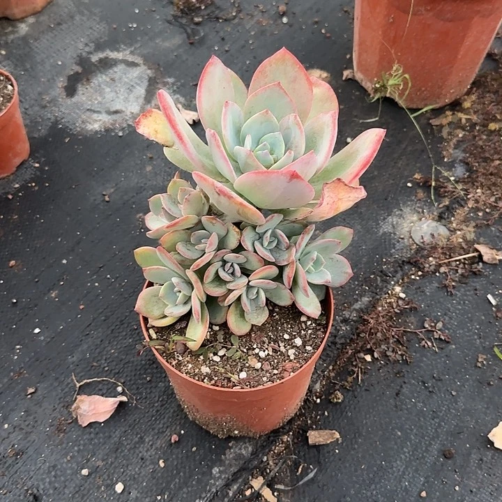 董*闹124血凤白凤脱土发货不退不换