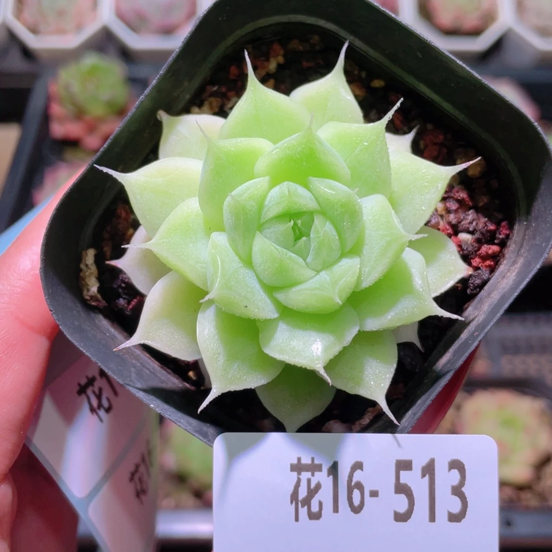 花利美16-513麦秆