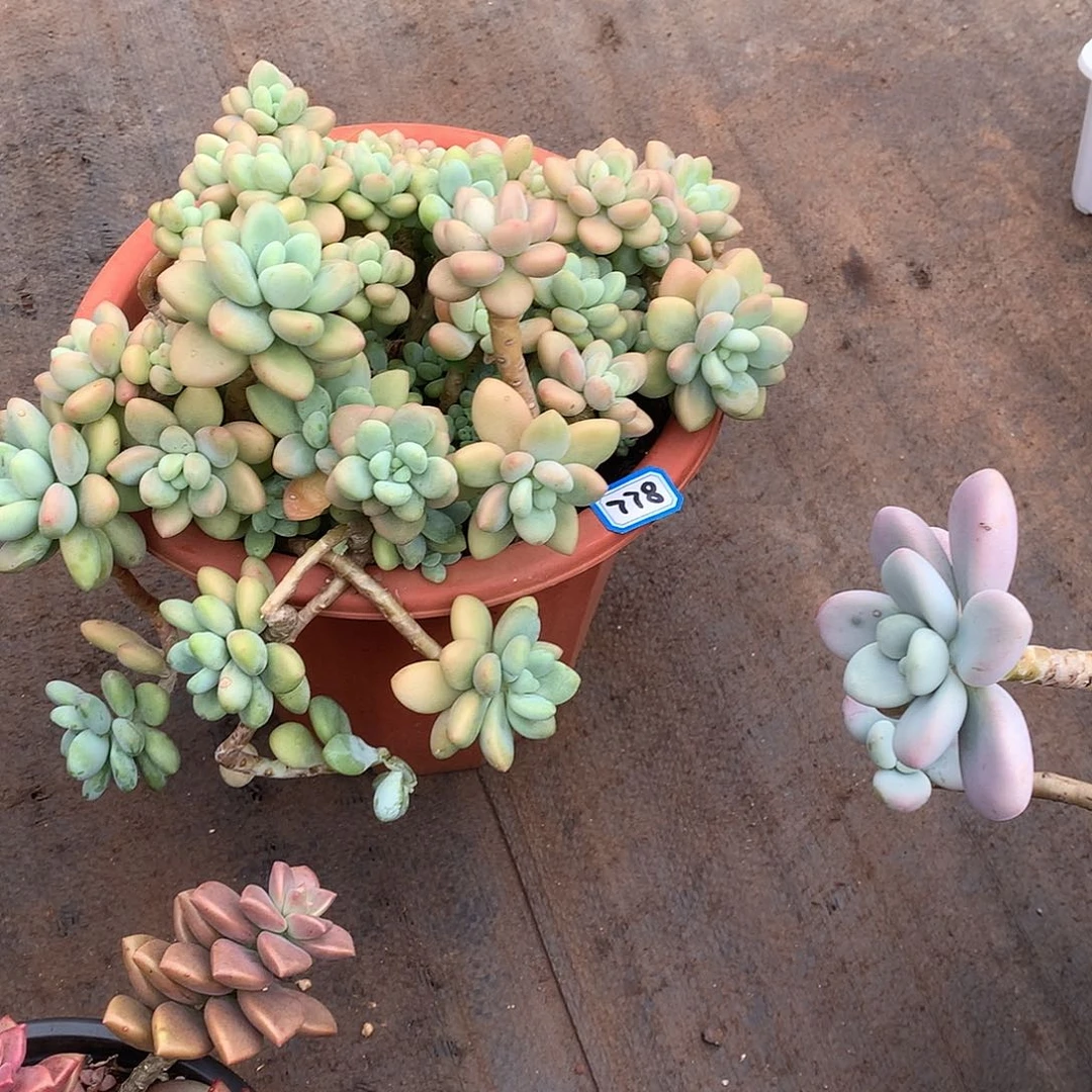 778洛神一物一拍多肉