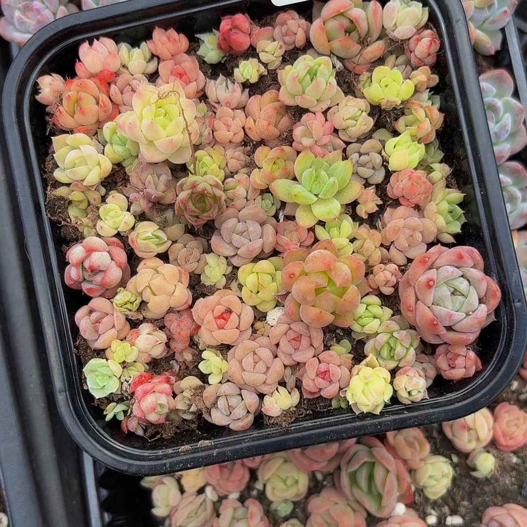 多肉植物多肉植物198