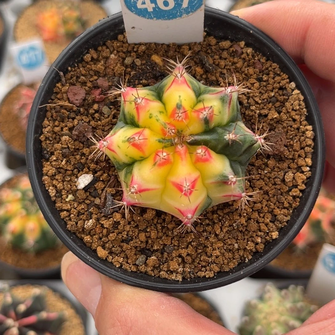 467实生米哈锦带盆带土