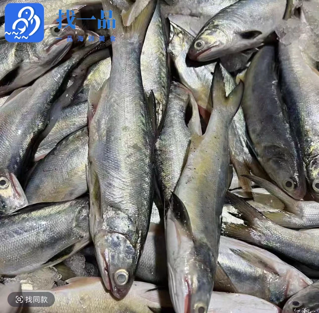 【找一品】汕尾港 野生马友鱼 午鱼