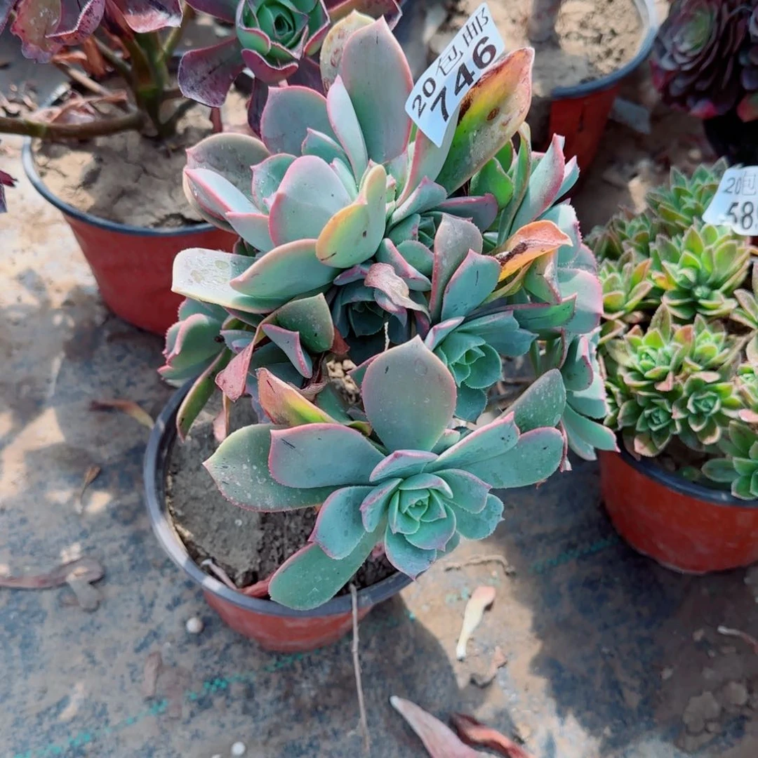 阳****市粉仙桃多肉746满20包邮断枝不包会氧化黑斑