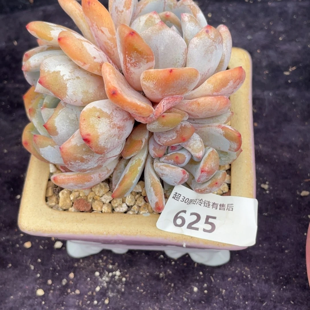 H**?625香橙小群里多肉植物