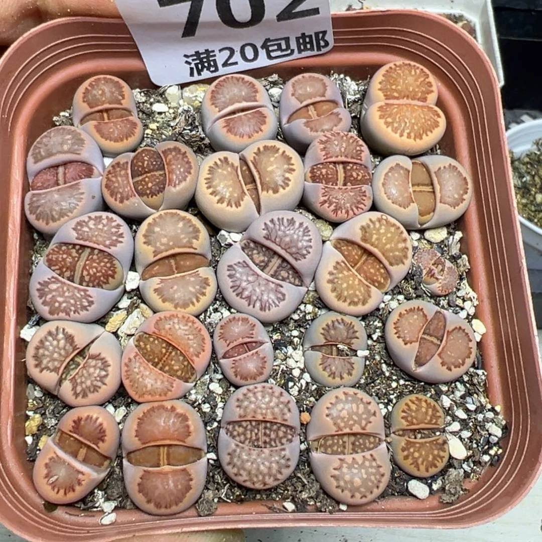 【闪购商品】 702。