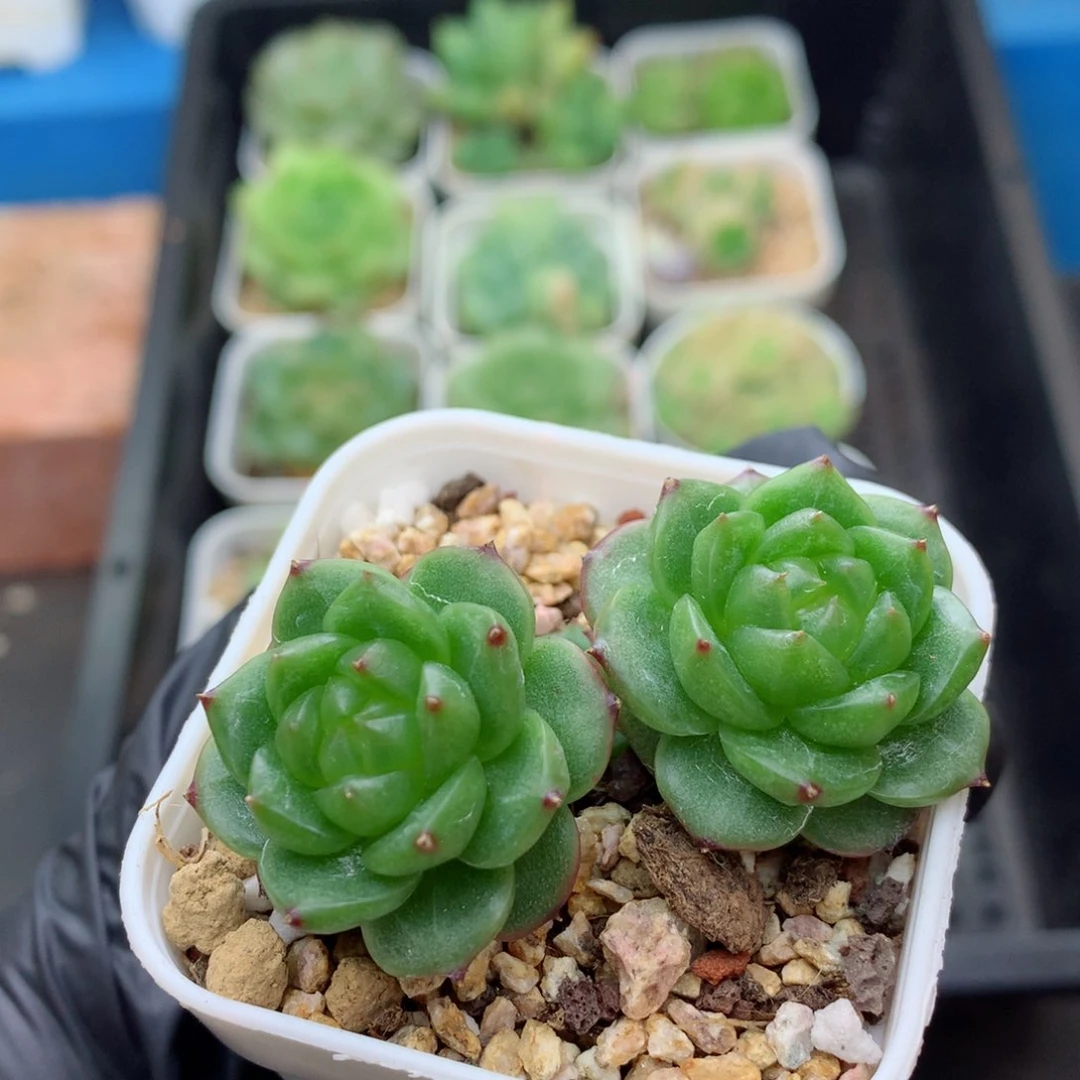 58包邮  群生不包整 灯泡珍妮125