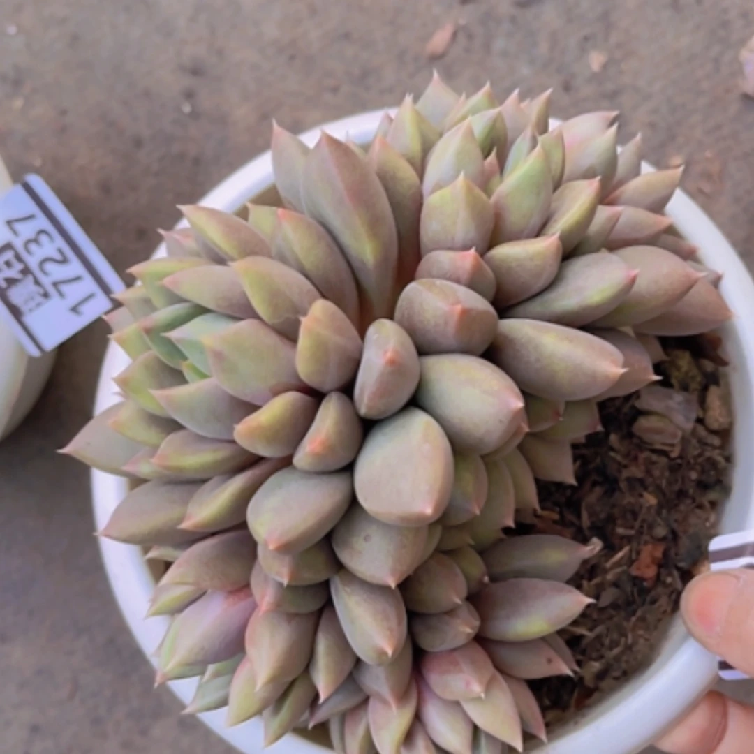 【闪购商品】红象牙17238