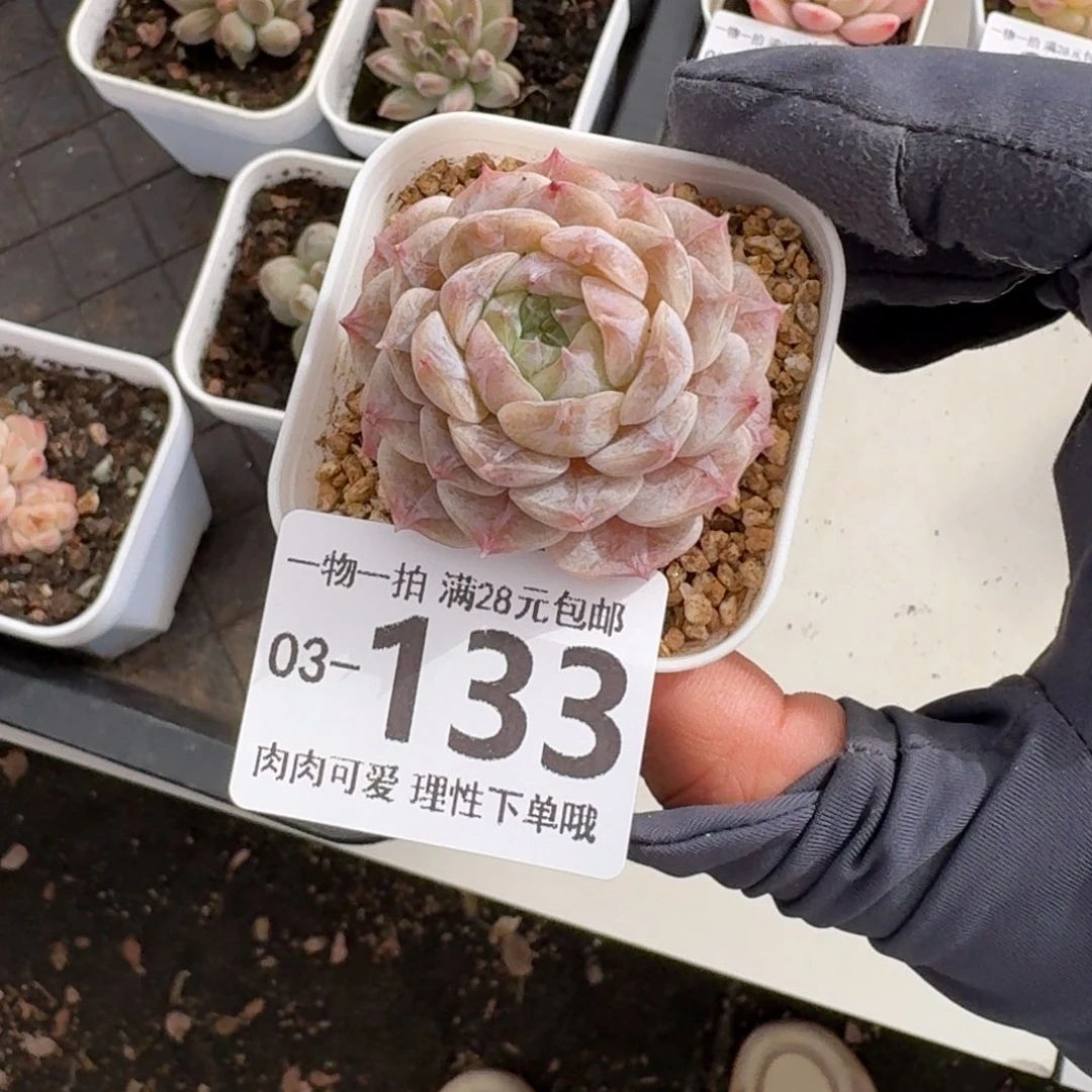 优选珍妮无盆土发货