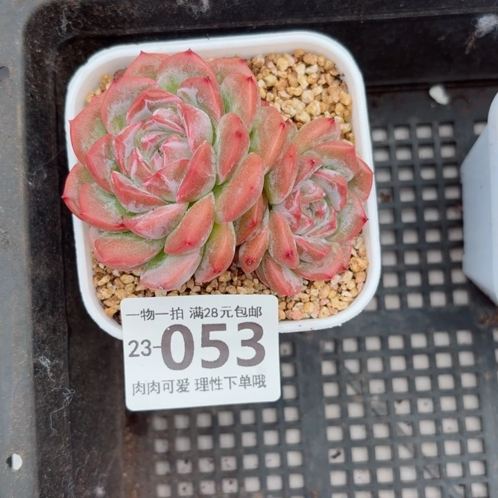 红心粉钻多肉无盆土发货了