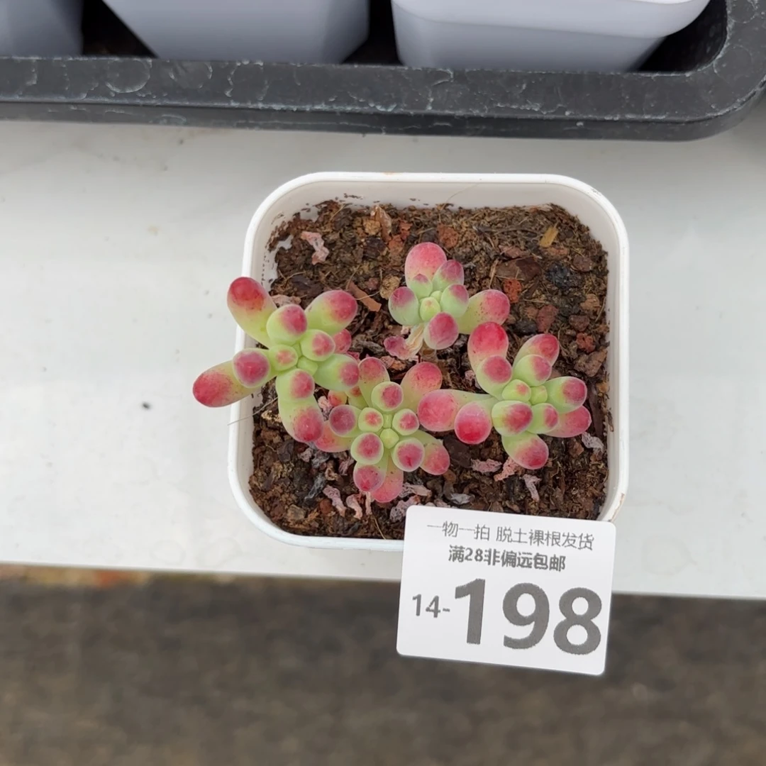 果冻乙女心多肉多肉