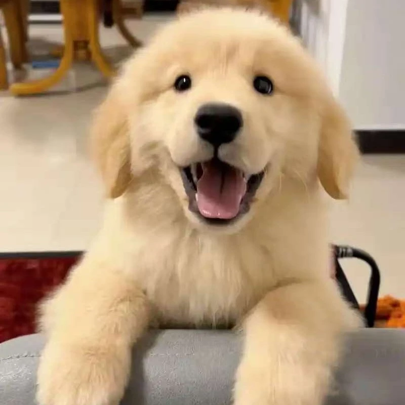 【重生之金毛犬舍】狗狗活体链接