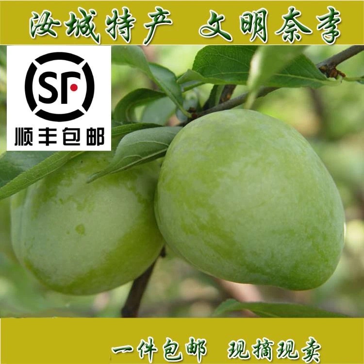 湖南汝城特产文明奈李新鲜水果李子应季现摘5斤青奈李脱骨李油奈