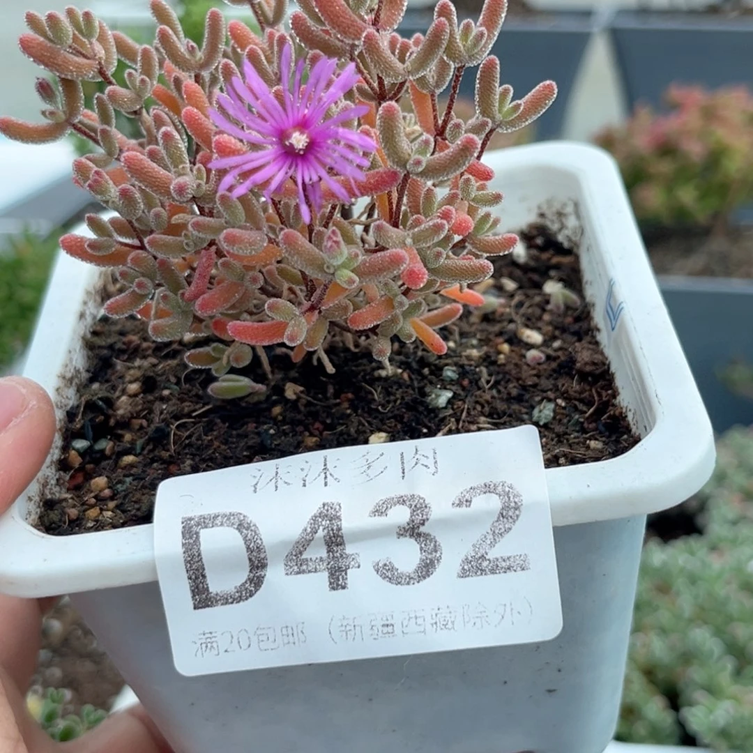 432冰糖枝干番杏