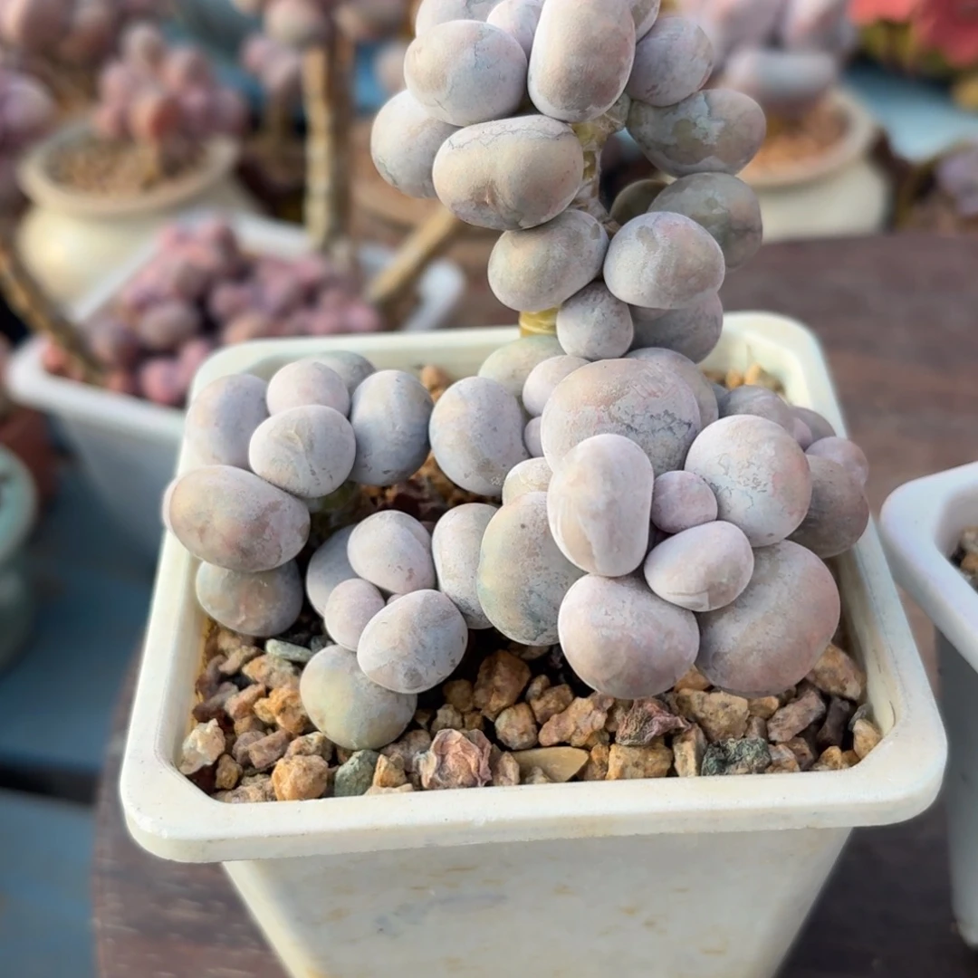 毅***果无花朵多肉漂亮不退不换