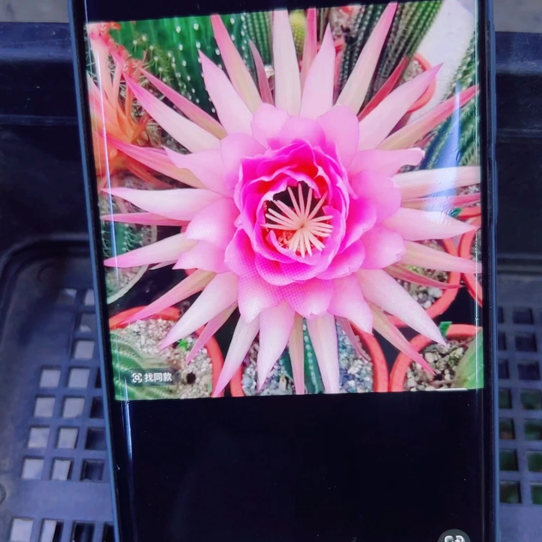 下28毛佛拉门戈歪无根侧芽4公分左右20包邮