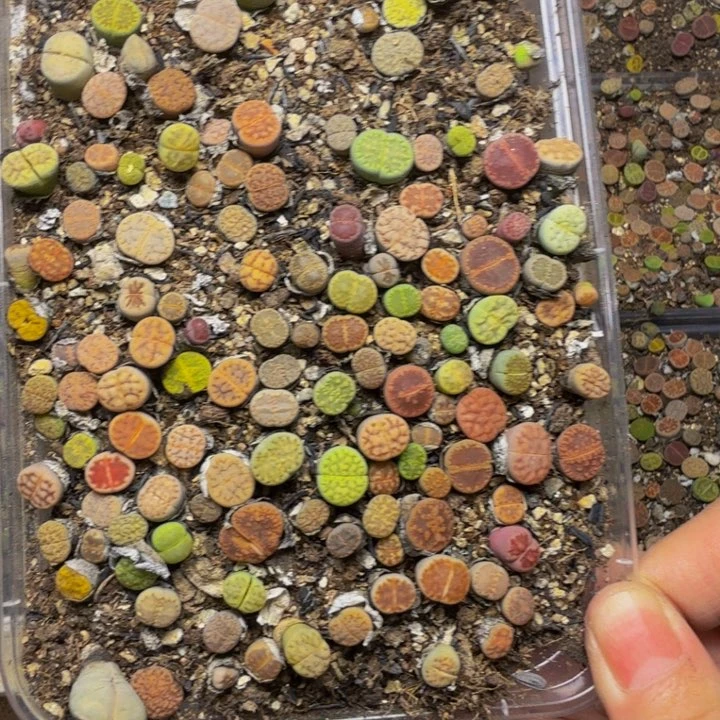 豆****多肉植物的生长发育49