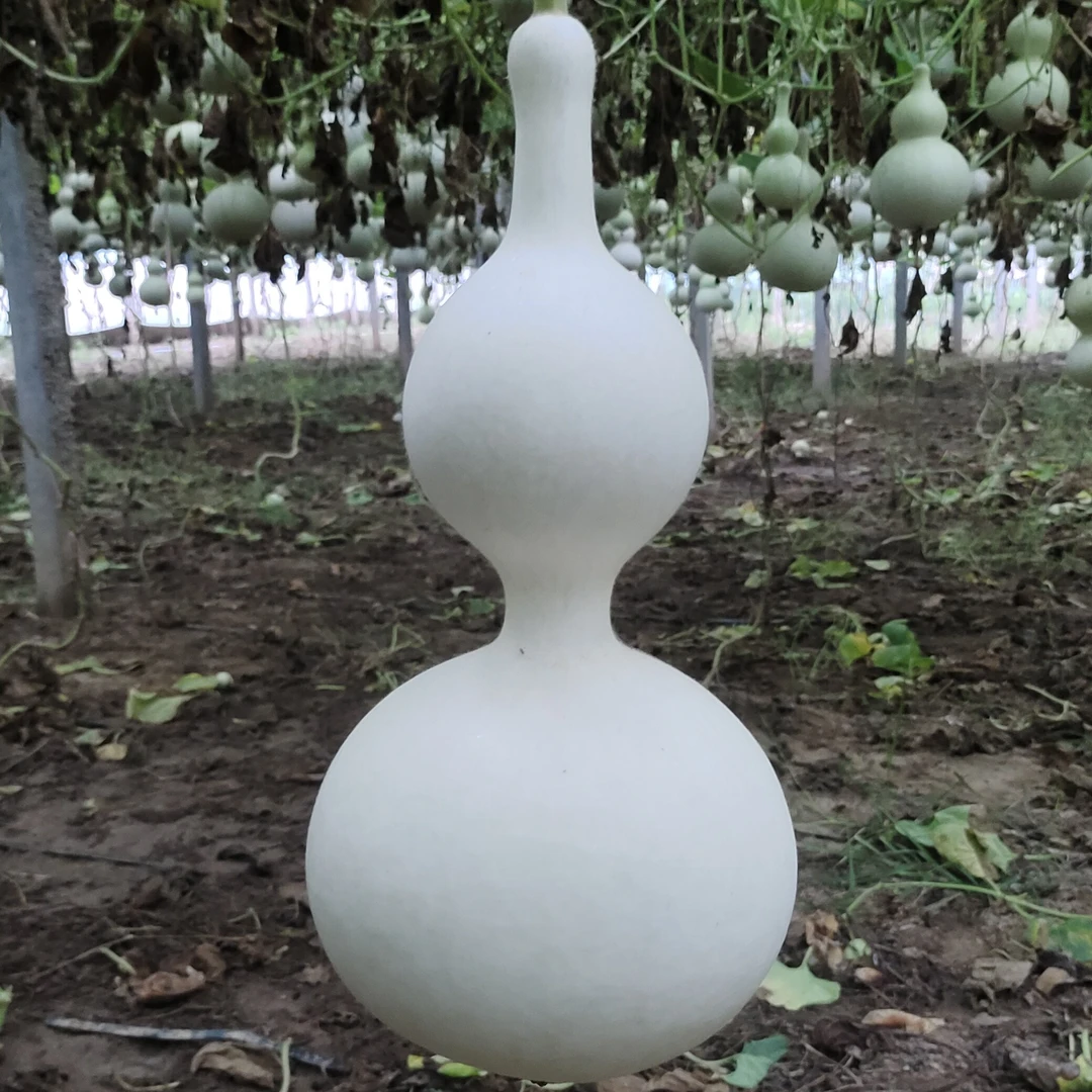 中号葫芦直播专用链接一物一价不包邮看好不退货换