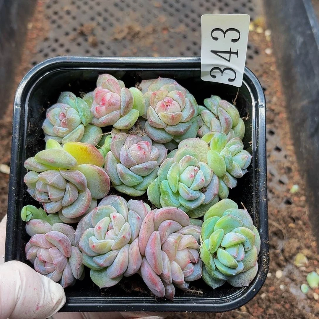 安**院多肉植物多肉植物343