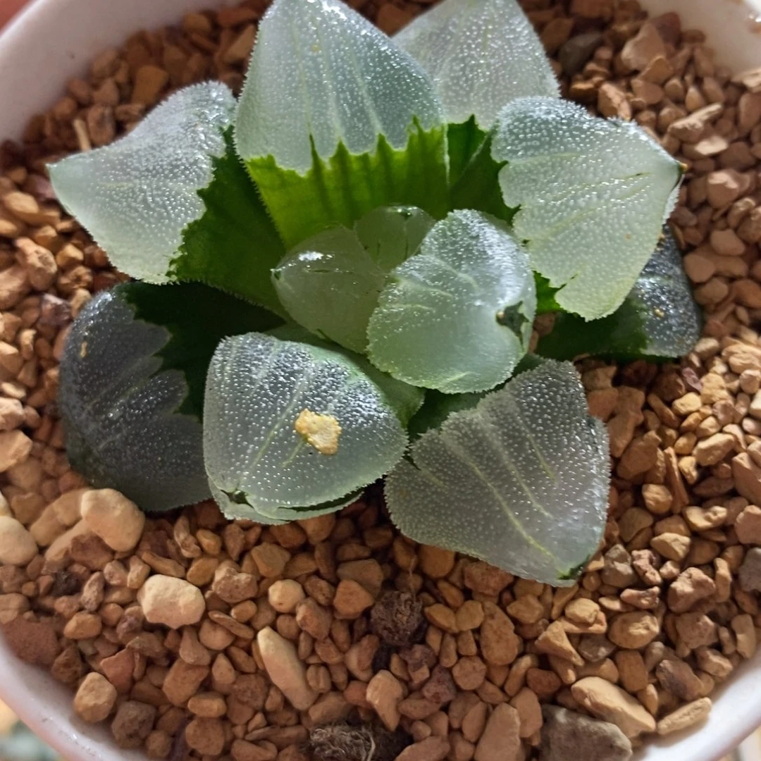 639冰鸾玉寿一物一图