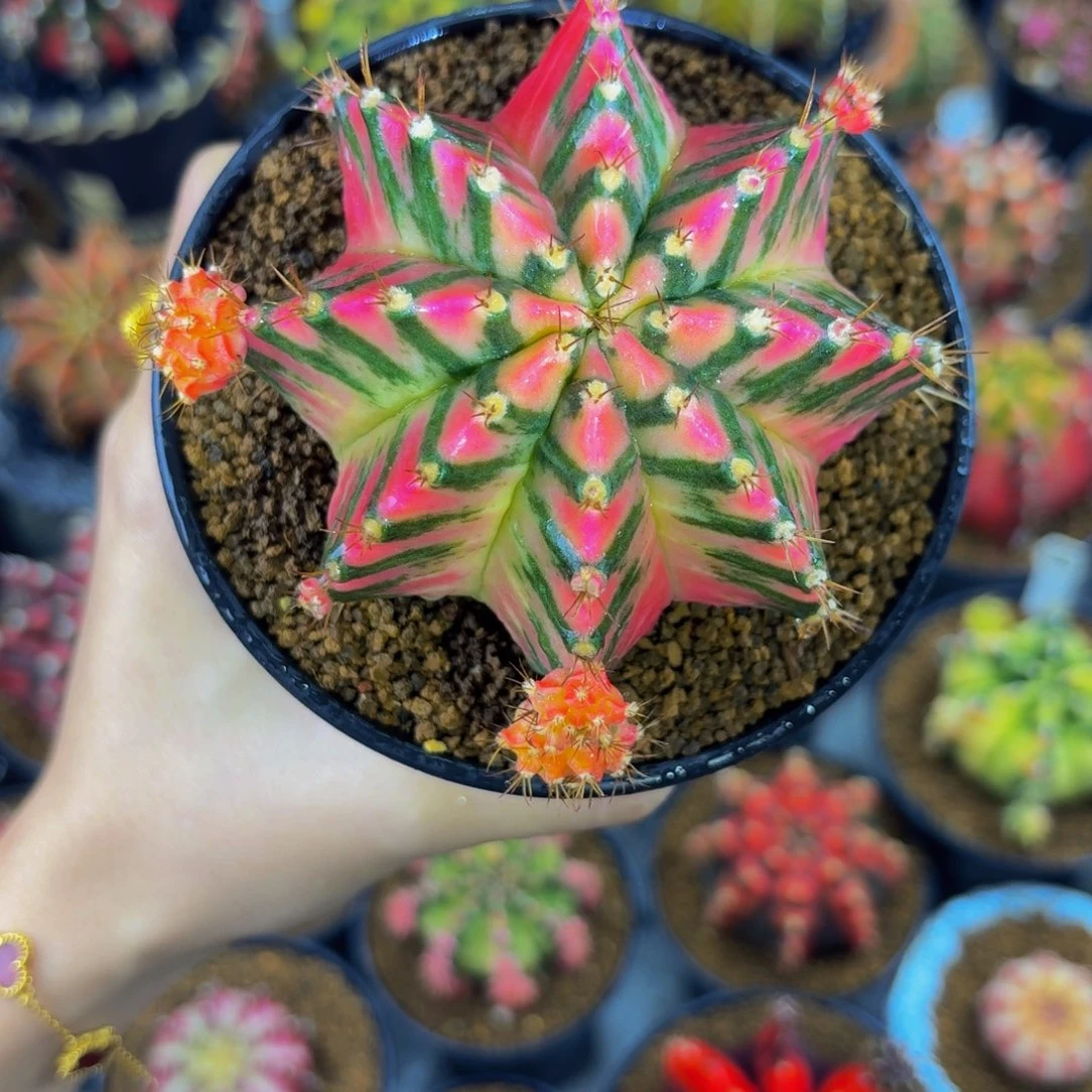 出侧牙0000000000288