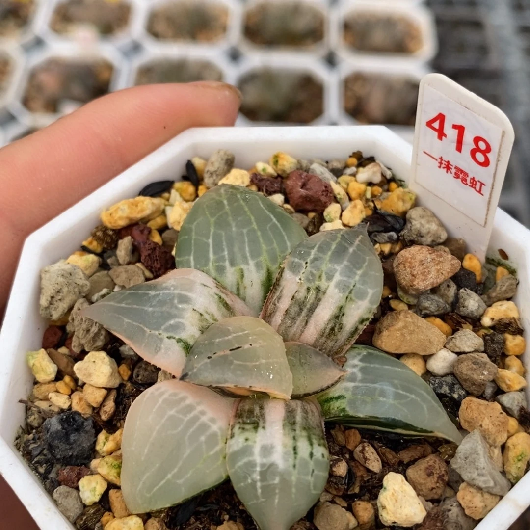 不开花植物418玻璃康平