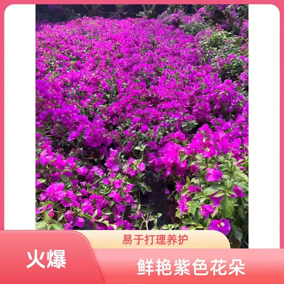 云南紫三角梅运输过程会少量掉花掉叶【60-80厘米高度】A