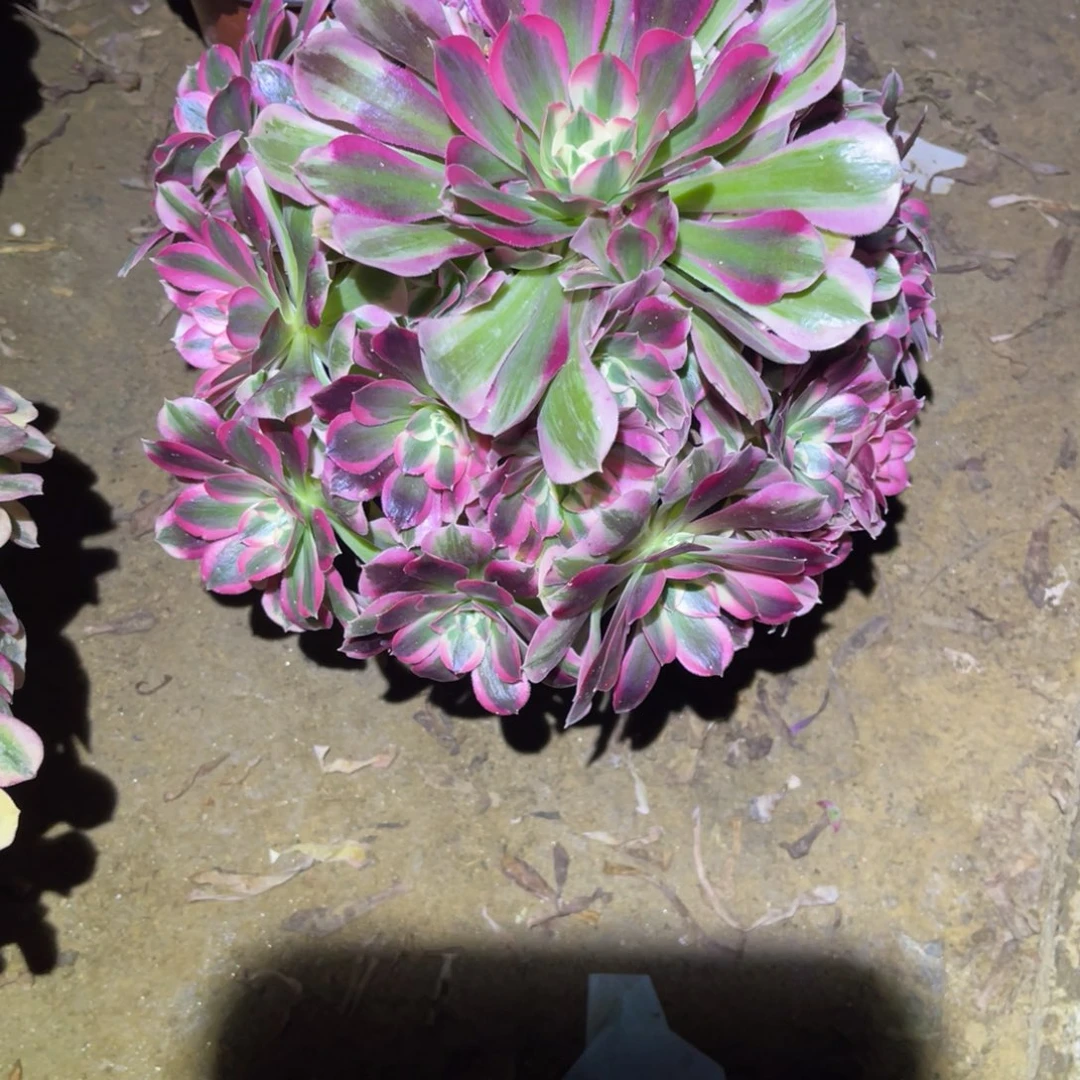 12-11-55布加迪法师锦