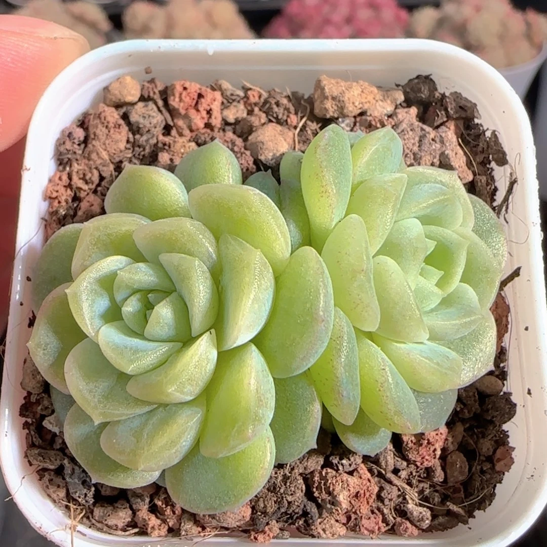 多肉0101-117无尽灯双头