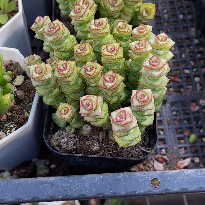 钱多多群带盆土发