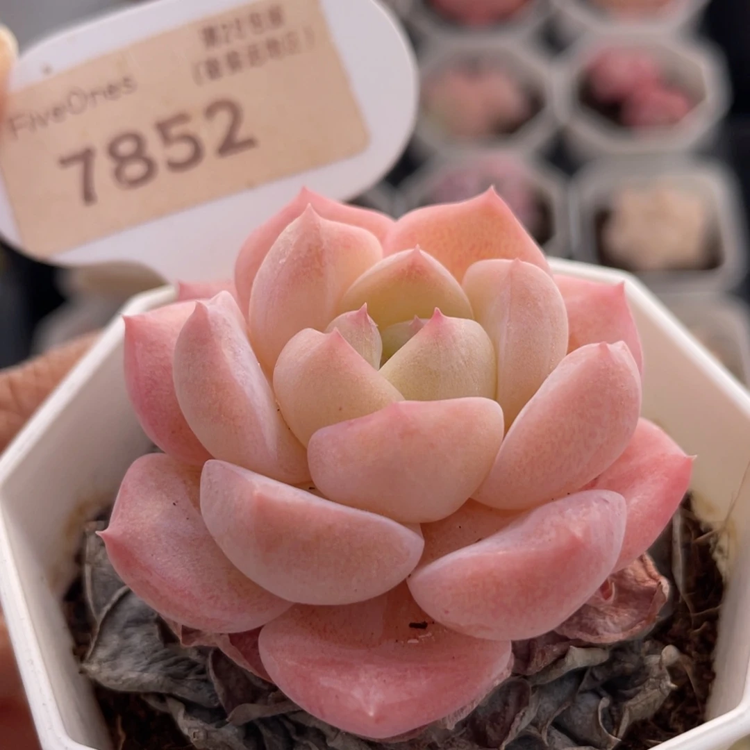 冰贵妃7852-5.0厘米