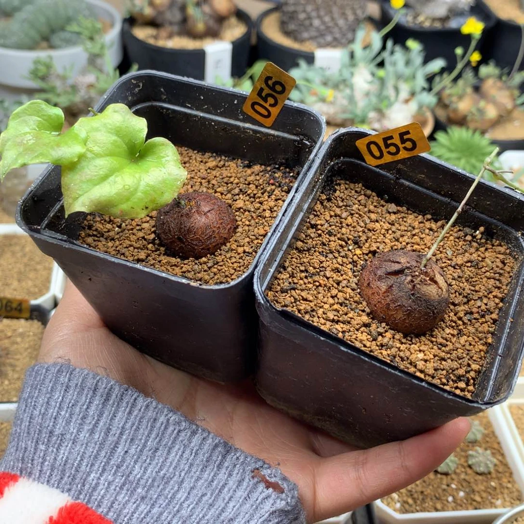 小南非龟甲龙带盆