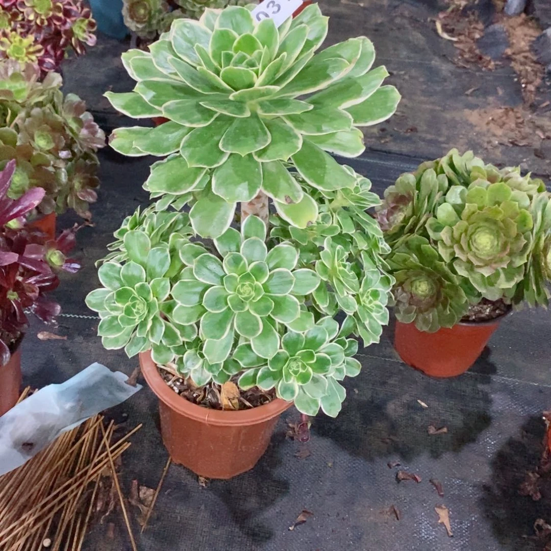 大叶绿玫瑰031多肉1111