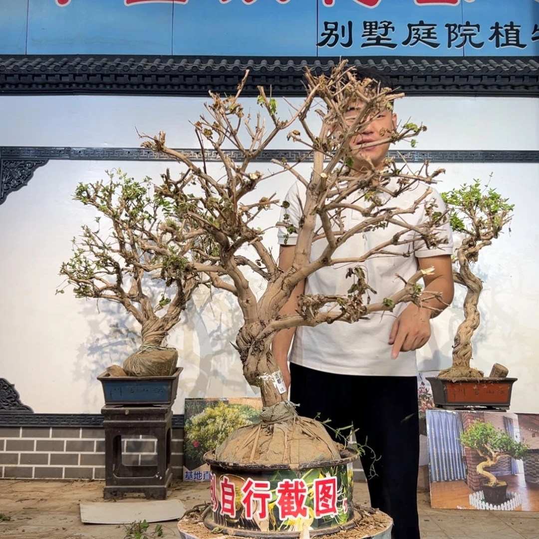 无花朵金银花开花1254155